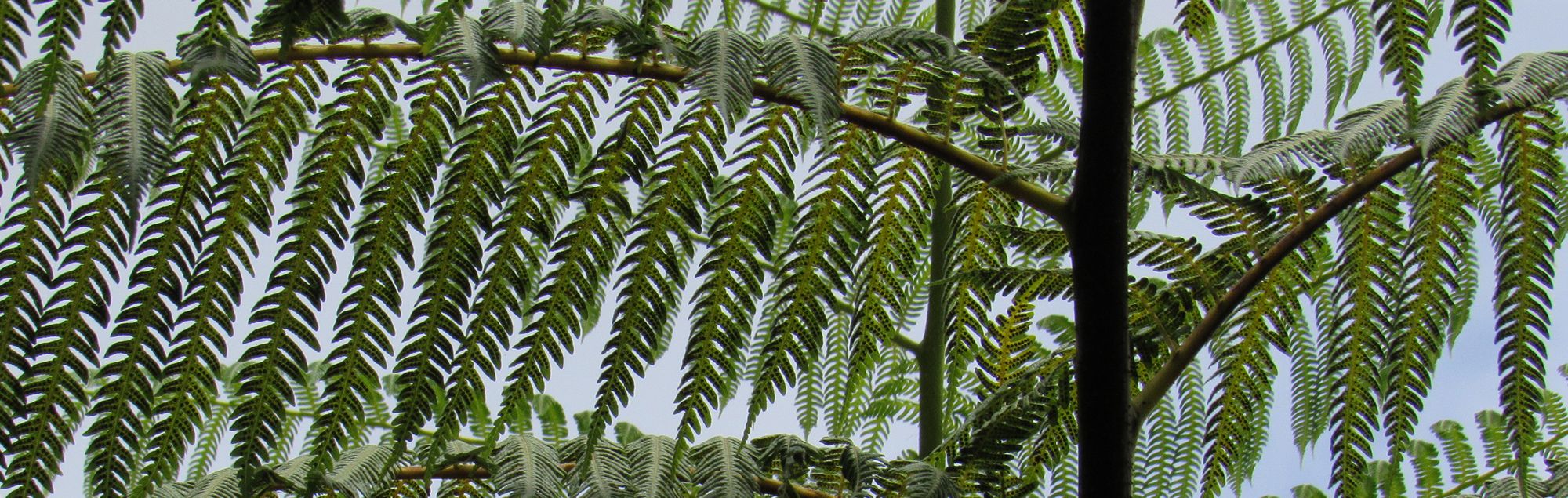 Rare plant of Guam, Cyathea lunulata.