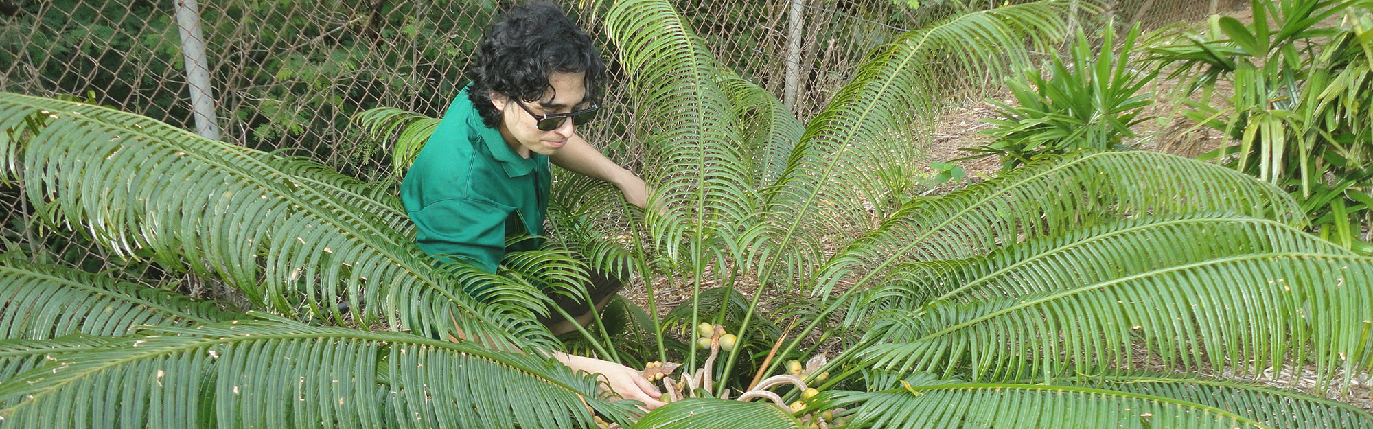 Benjamin Deloso cares for an endangered Cycas micronesica which is endemic to Guam.