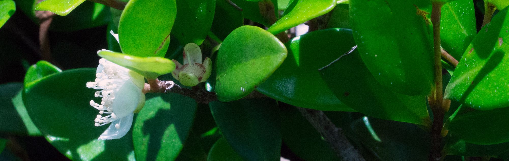 Rare Guam plant, Eugenia bryanii.