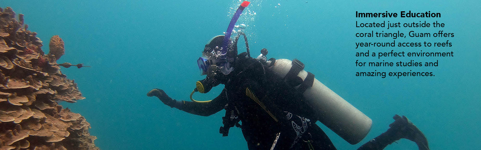 Student diver investigates coral.