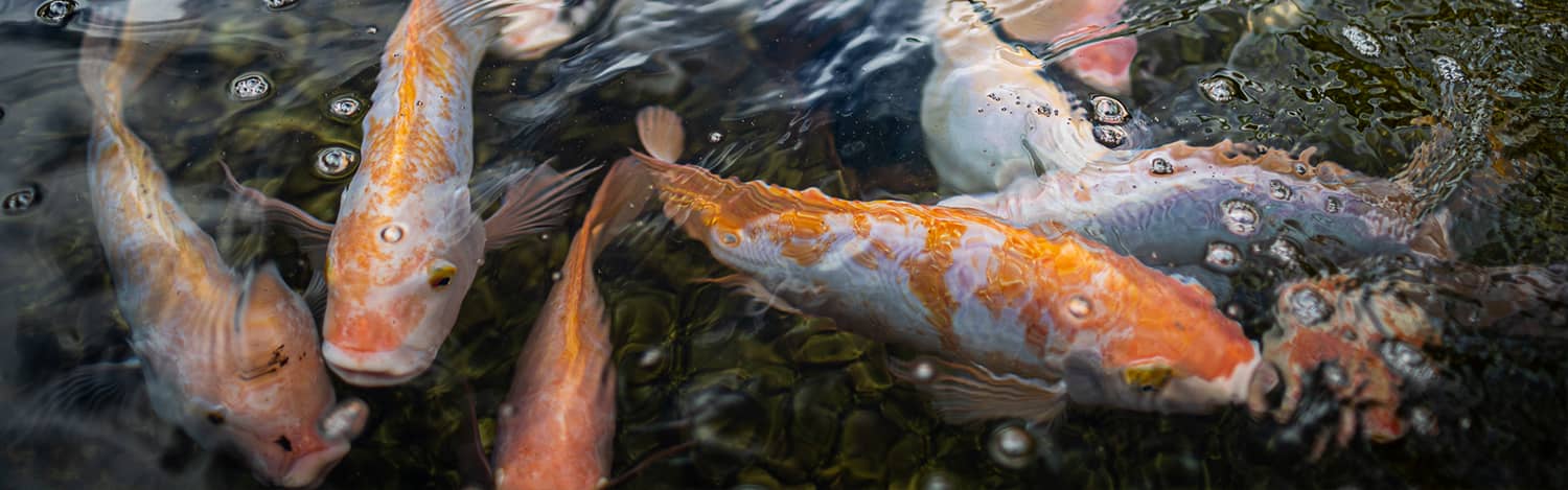 Red tilapia at the Fadian Hatchery Red tilapia at the Fadian Hatchery