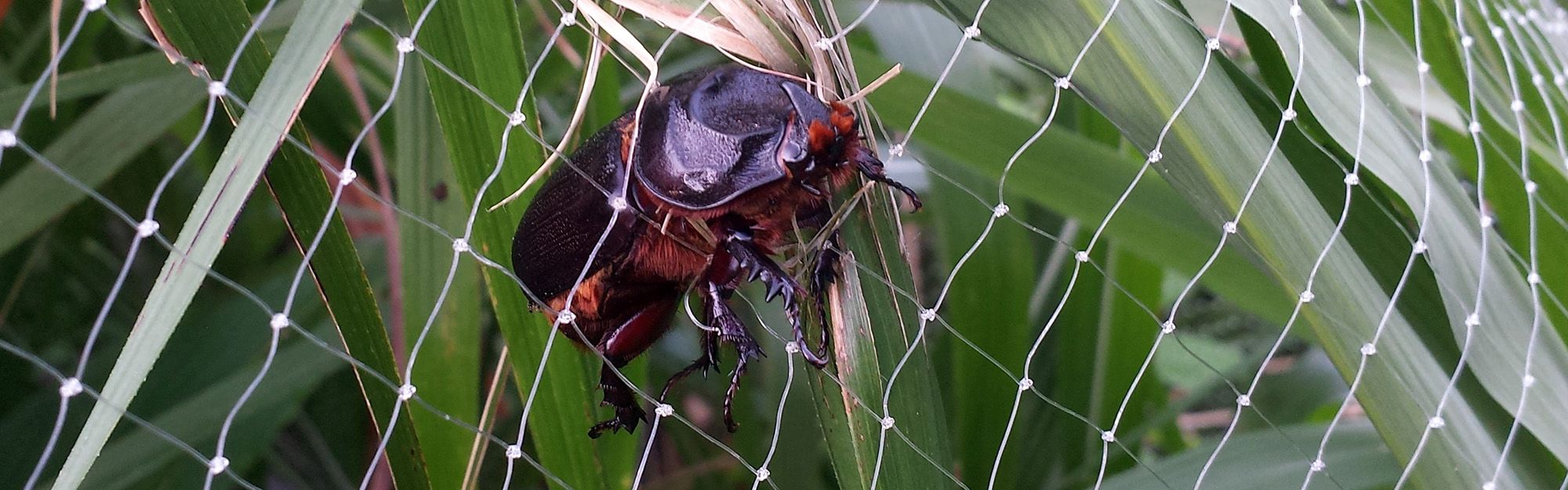 Coconut rhinoceros beetle