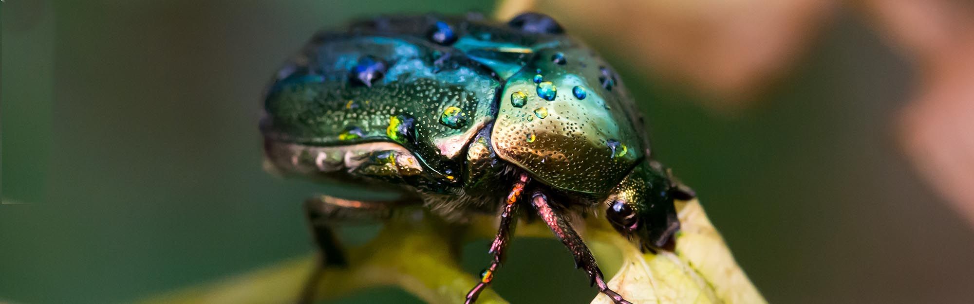 Emerald Beetle