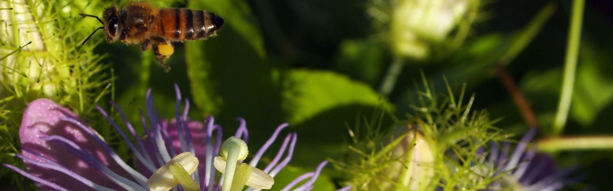 Honey bee in passion flower