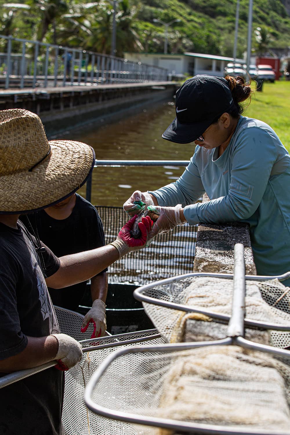 A researcher at the Fadian Hatchery marks a tilapia. Photo of a woman marking a tilapia at the Fadian Hatchery