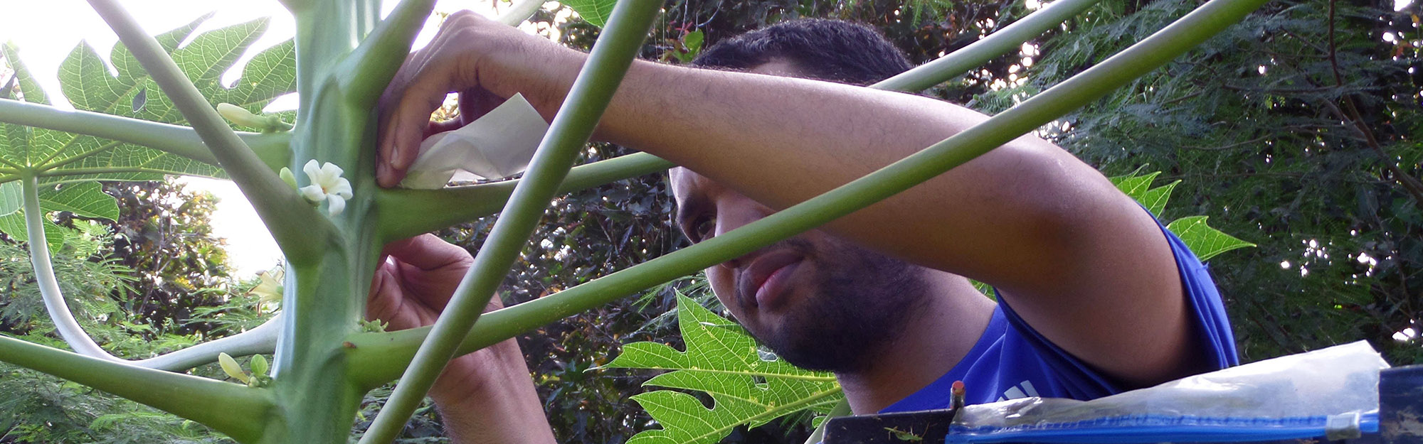 Papaya study Graduate student works on papaya plants in plant pathology lab.