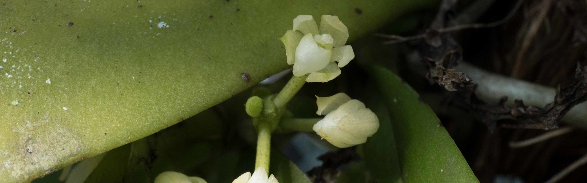 Tuberolabium guamense flower Guam Plant Extinction Prevention Program (GPEPP) is protecting this native orchid, Tuberolabium guamense,