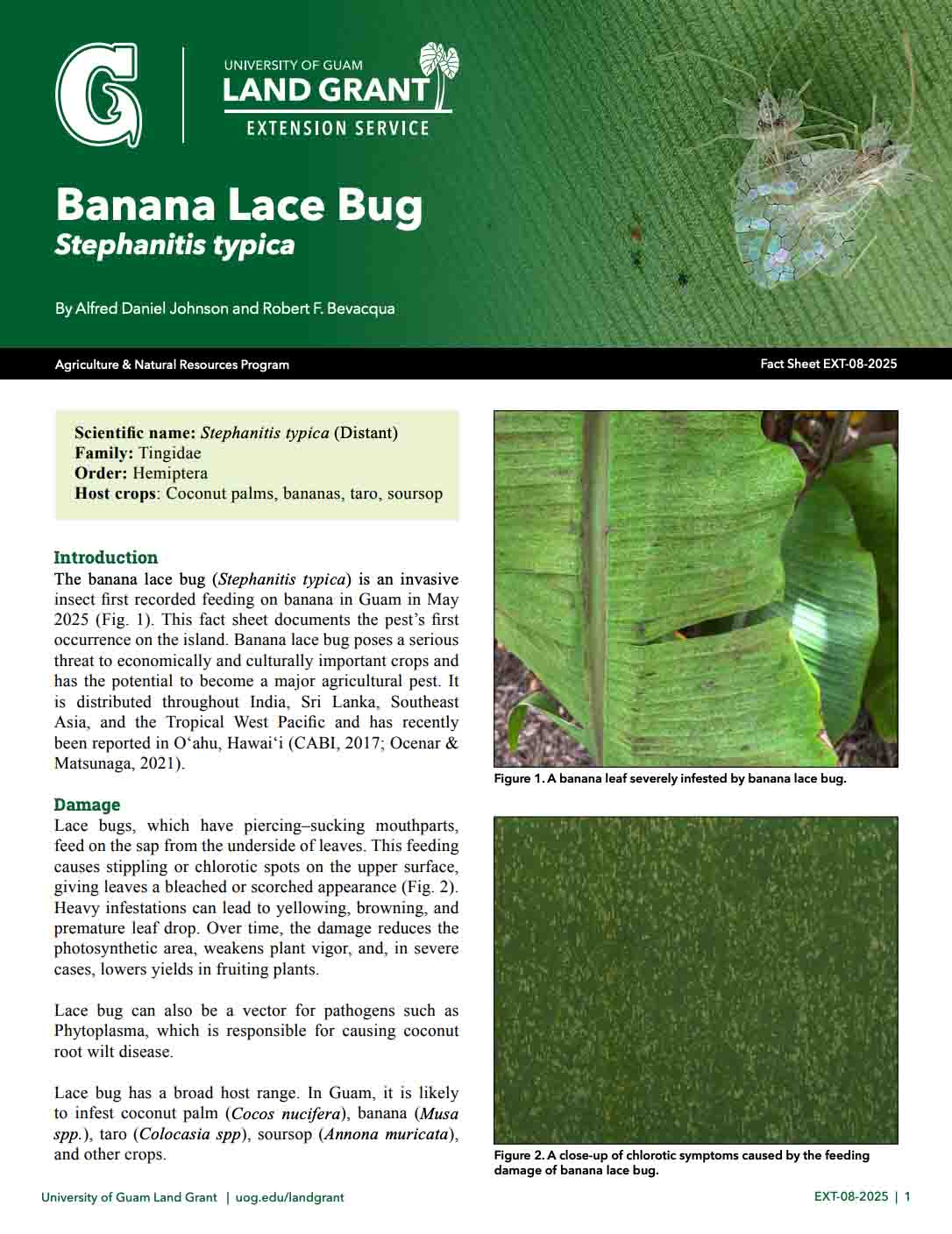 Banana Lace Bug fact sheet Banana Lace Bug fact sheet