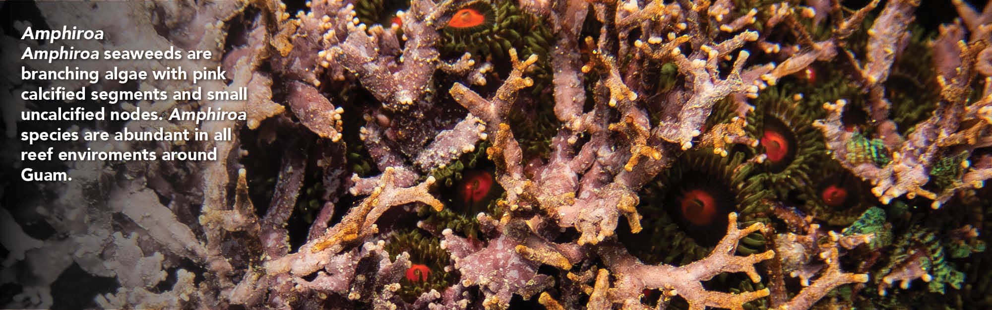 Amphiroa seaweed Amphiroa species are abundant in Guam waters.