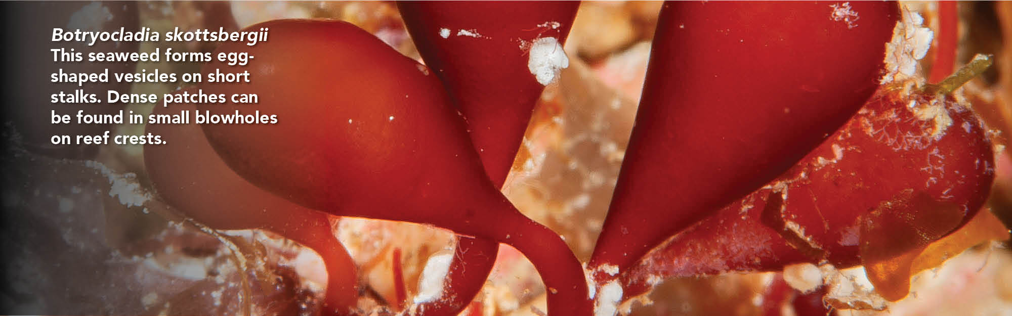 Botryocladia Botryocladia skottsbergii