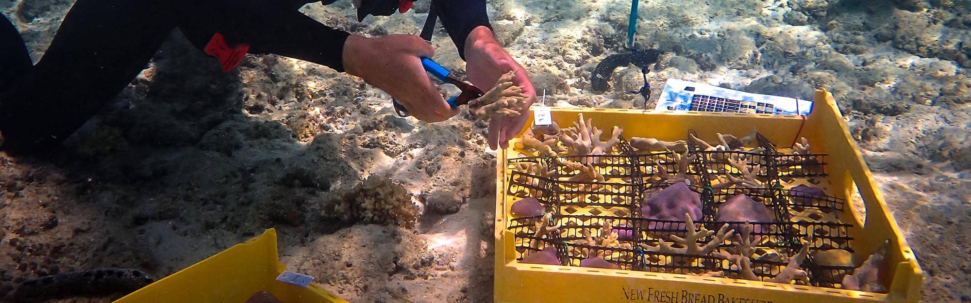 Colin Anthony preps coral for planting DescriptionColin Anthony preps coral for planting