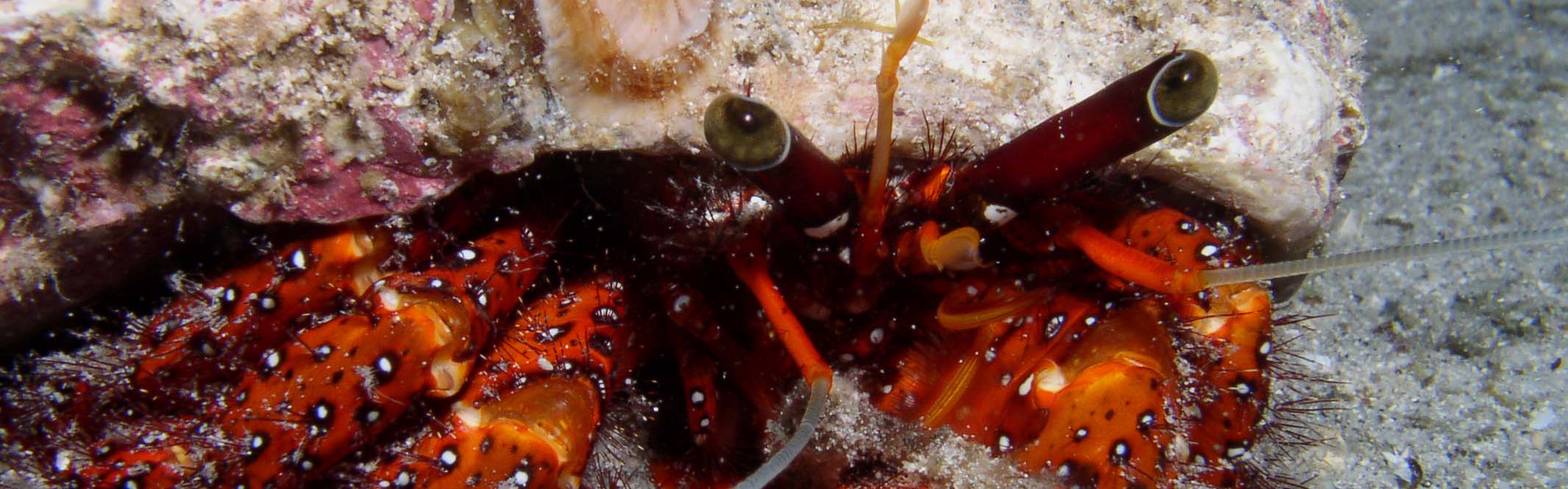 Crab Crab
