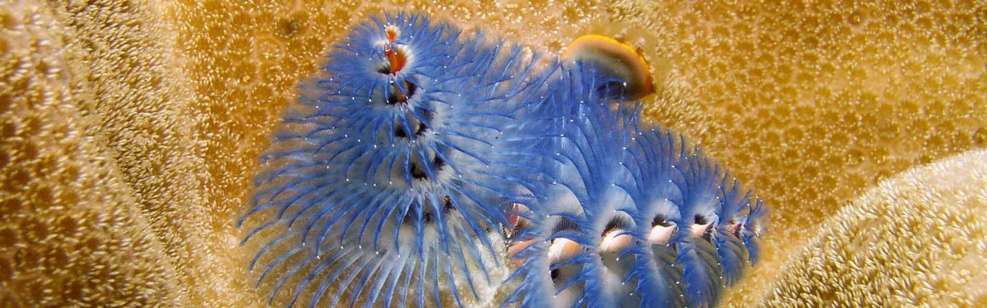 Feather Worms Feather Worms