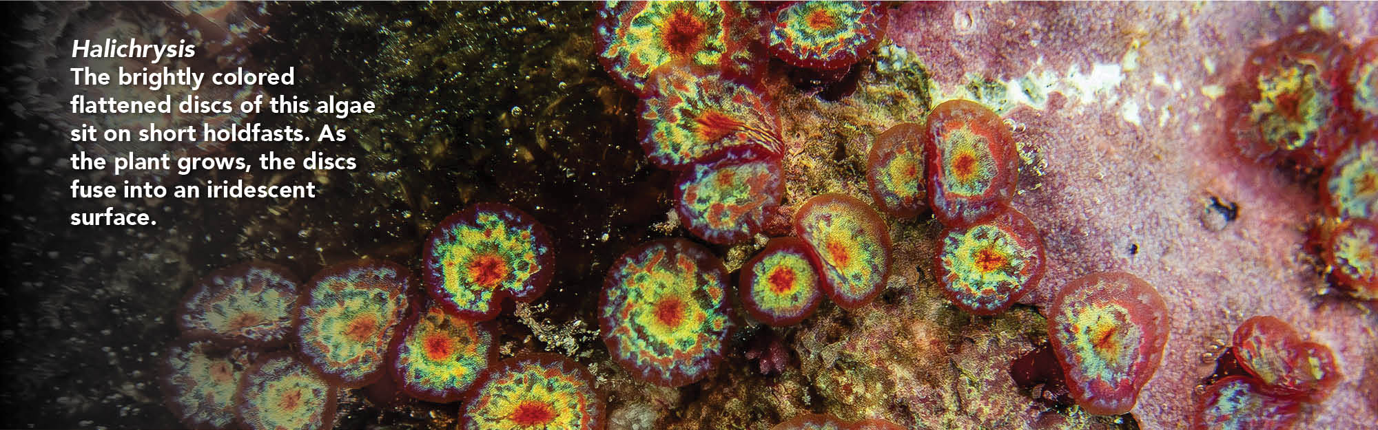 Halichrysis seaweed Halichrysis seaweed