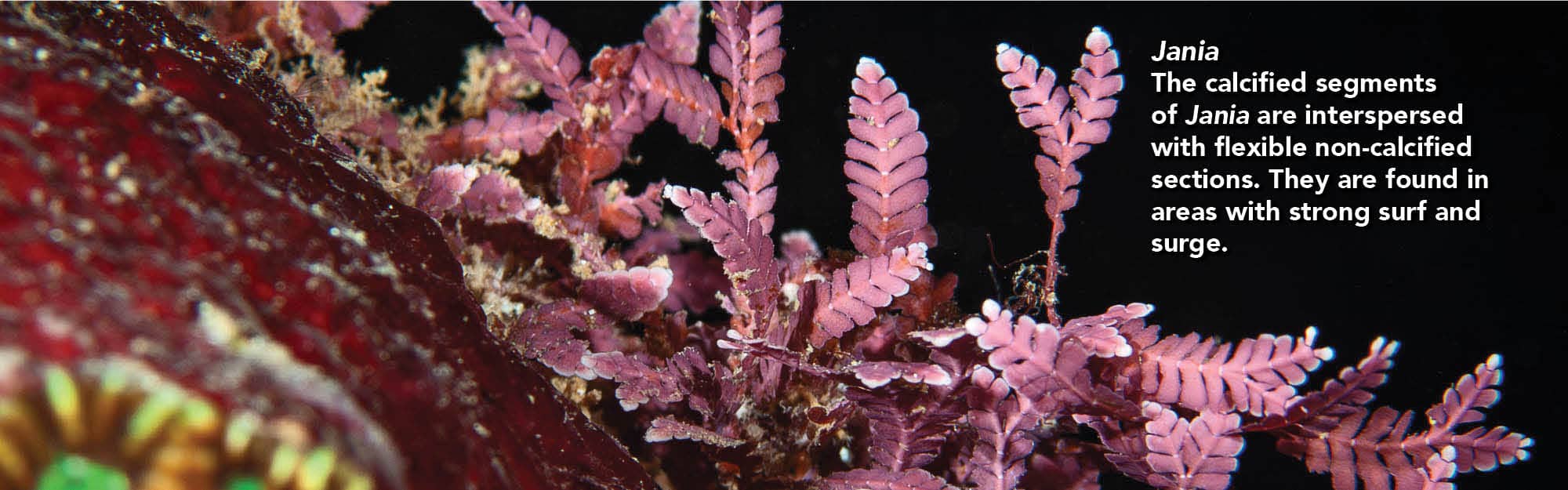 Jania Banner Jania Banner