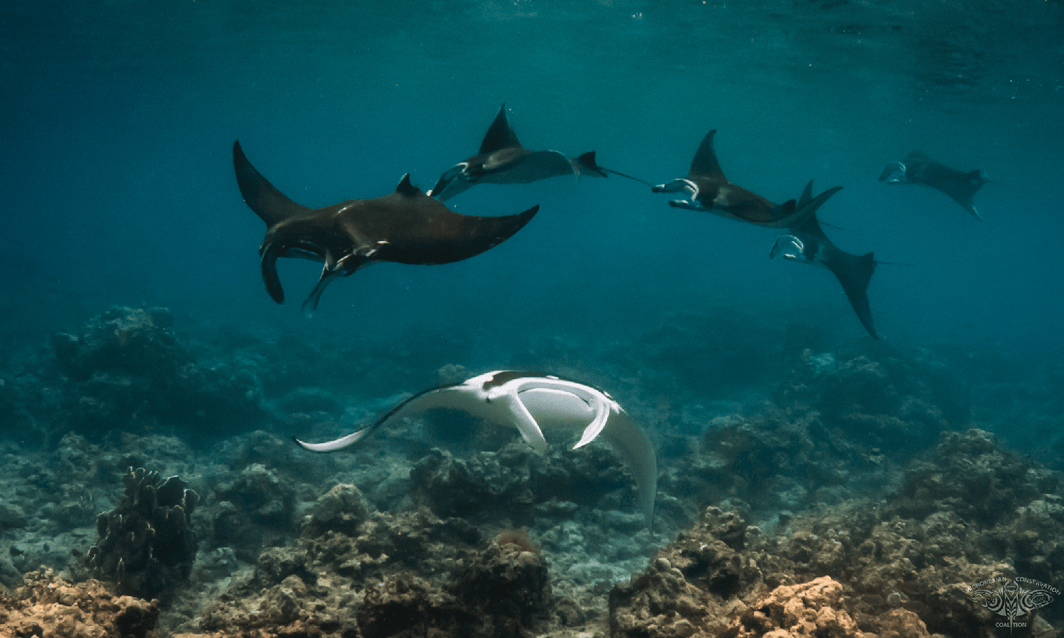 Guam Mantas Guam Mantas