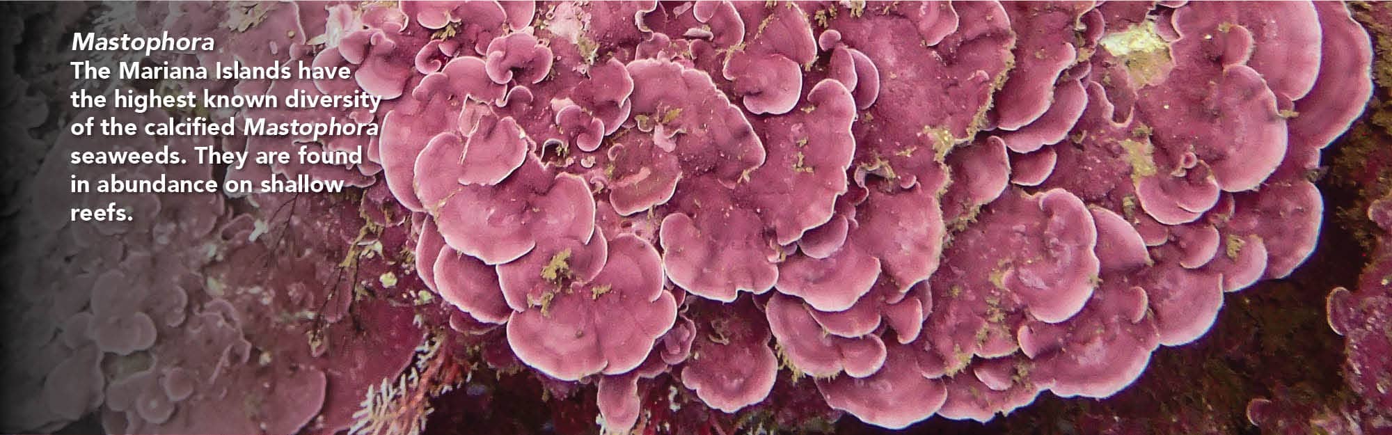 Mastophora seaweed Mastophora seaweed