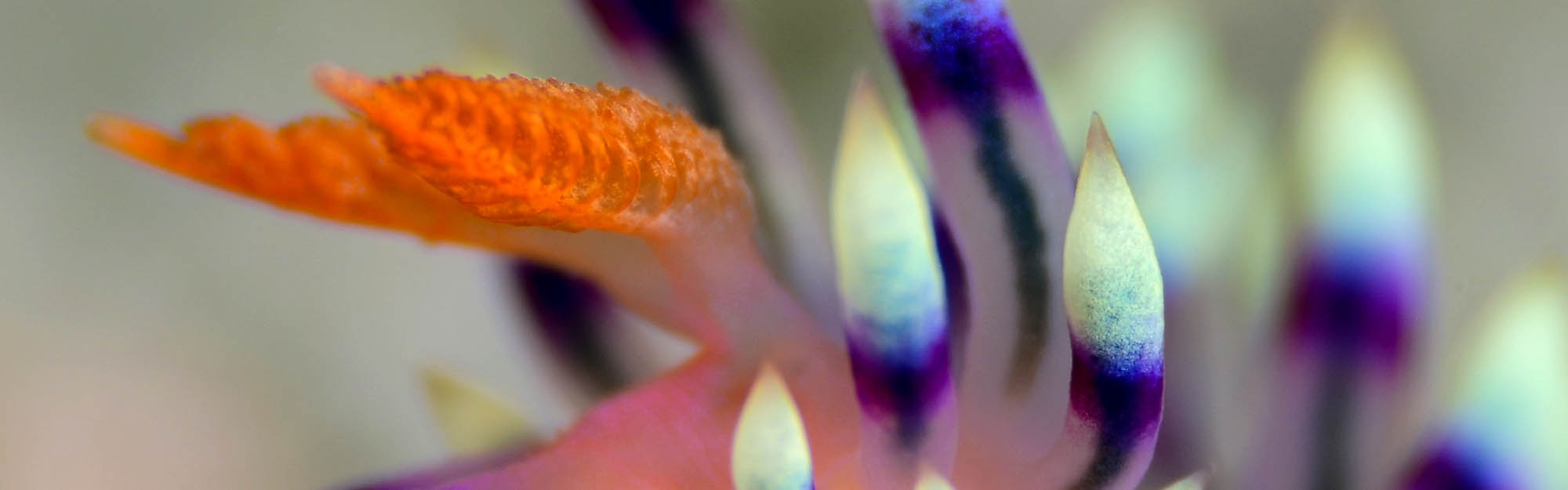 nudibranch Nudibranch abstract.