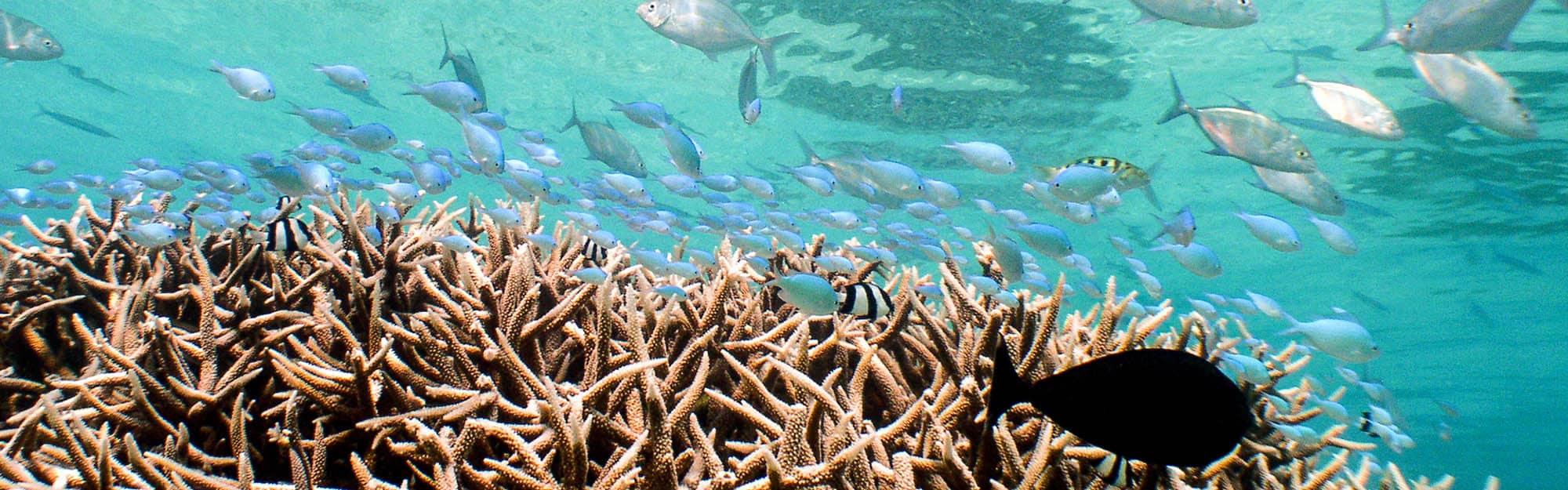 Staghorn coral and fish Staghorn coral and fish