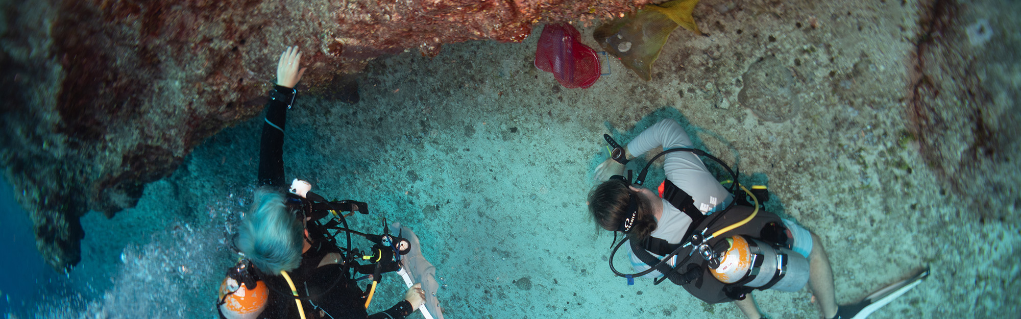 Divers collecting specimens Divers collecting specimens
