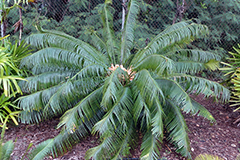 A healthy female Cycas micronesica plant growing at the University of Guam was rescued from a construction site by use of a large stem cutting. Protecting the wound on the cutting with a sealant was part of the successful protocol that the scientists used to achieve success. 