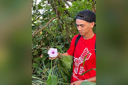 University of Guam biology major Santiago Poppe examines an ivy-leaved morning glory.