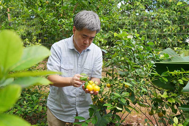 Extension food scientist Jian Yang with UOG Land Grant examines some locally grown calamansi fruits. He conducts research at the UOG agInnovation Research Center on local foods to determine their chemical properties and potential health benefits. man inspecting citrus fruits on a tree