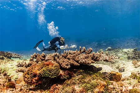 Photo of a researcher underwater