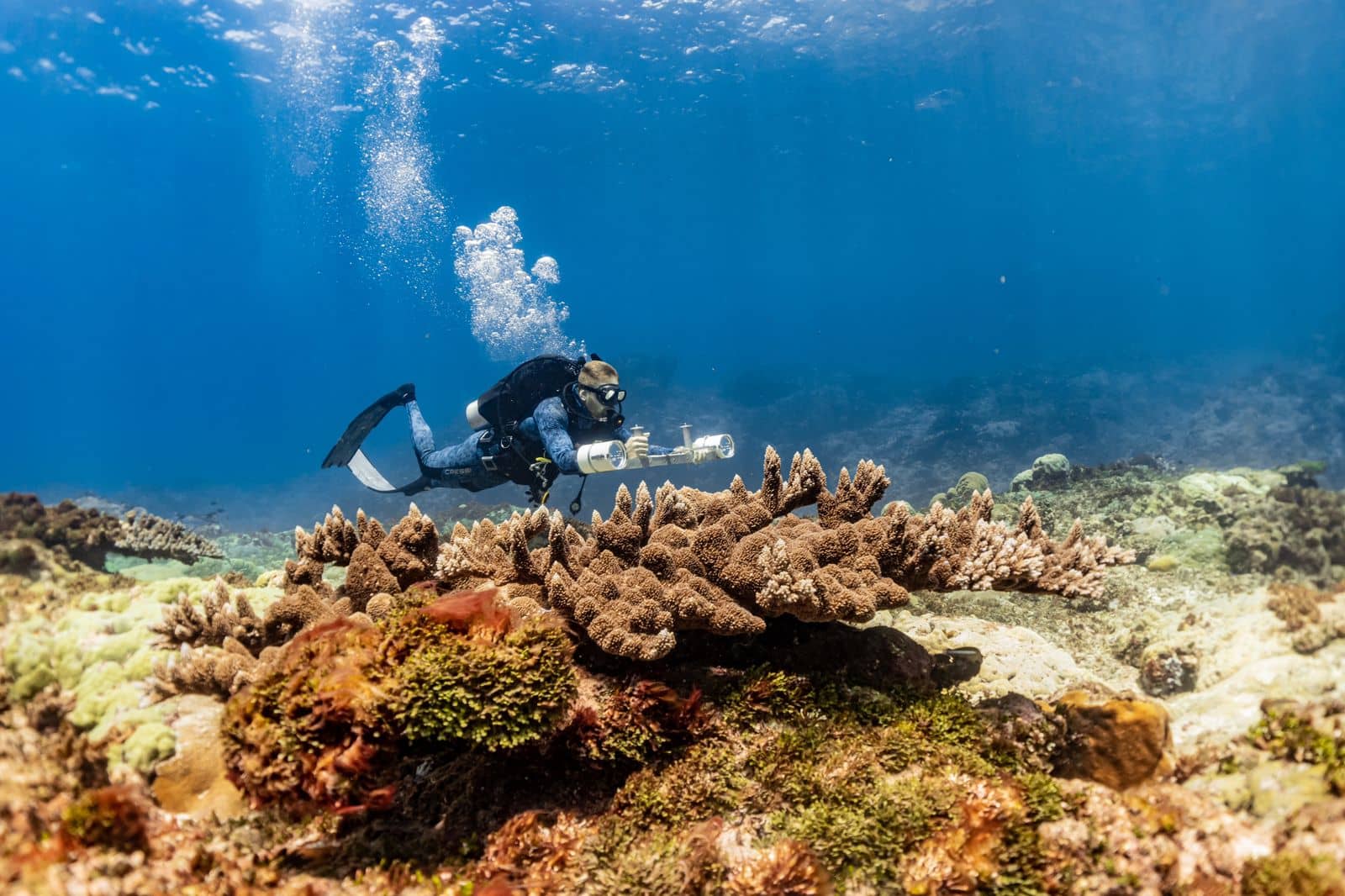 Photo of researcher underwater