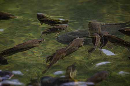 Tilapia at the University of Guam's Guam Aquaculture Development and Training Center.