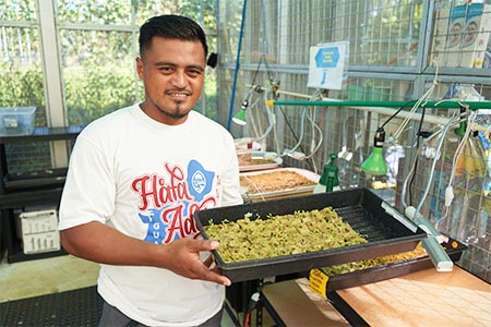 An ag technician holds a tray of seedlings in the COM-FSM Hydroponic Greenhouse in Pohnpei.