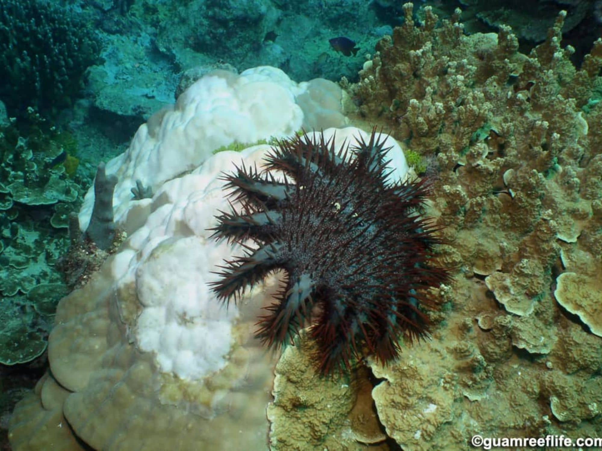 The Crown of Thorns Starfish has been reproducing at high levels causing trouble for coral reefs surrounding Guam.  The workshop held at the UOG Marine Lab aimed to provide updates on the growing population and their affects on the marine ecosystem of the island. Photo courtesy of GuamReefLife.com and David Burdick.