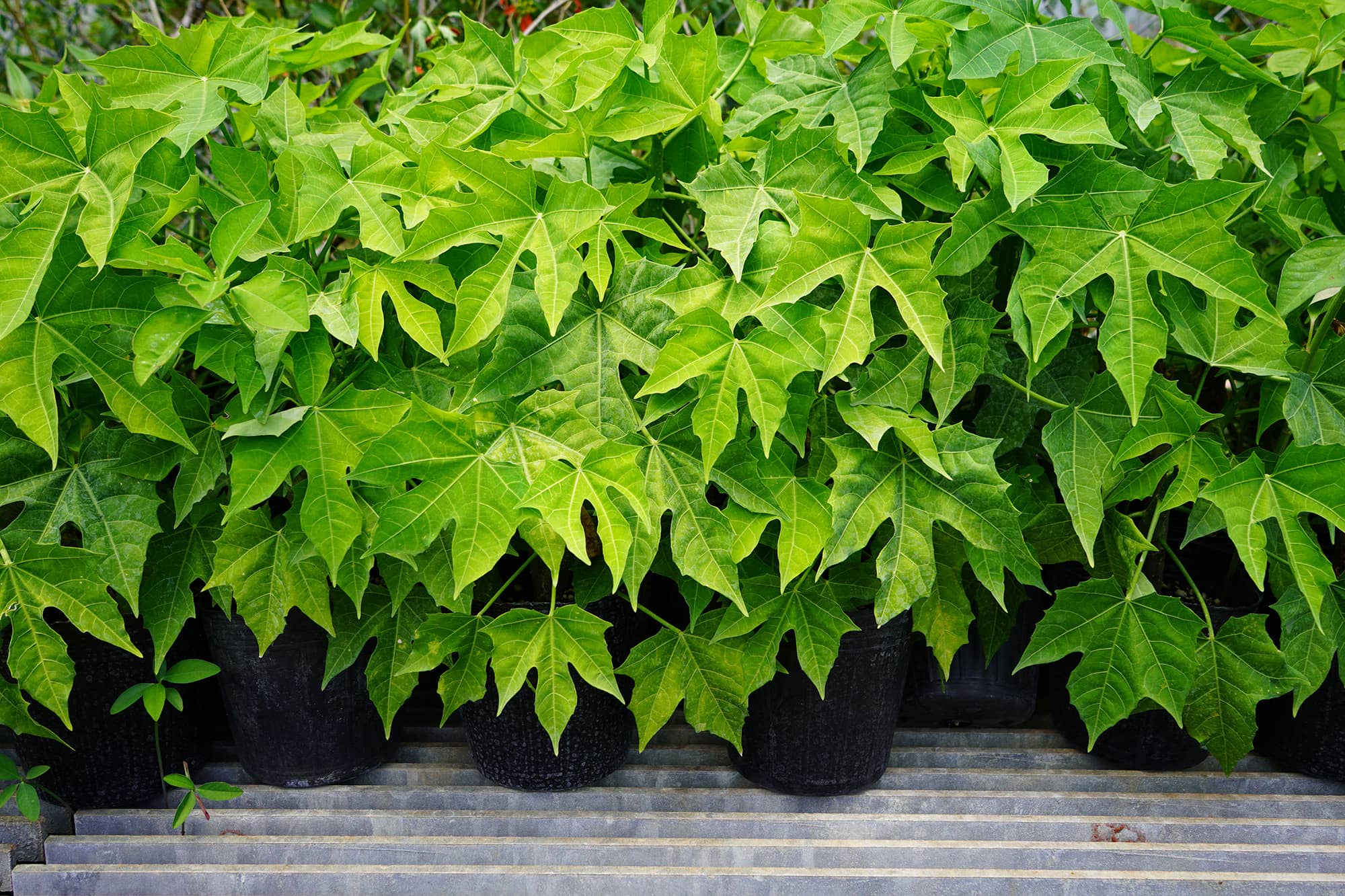 Chaya is a fast-growing, long-term, and highly nutritious plant that grows well in Guam’s climate. It will be the first food plant highlighted in the upcoming Garden-to-Table workshop series being offered by University of Guam Cooperative Extension & Outreach on May 27.