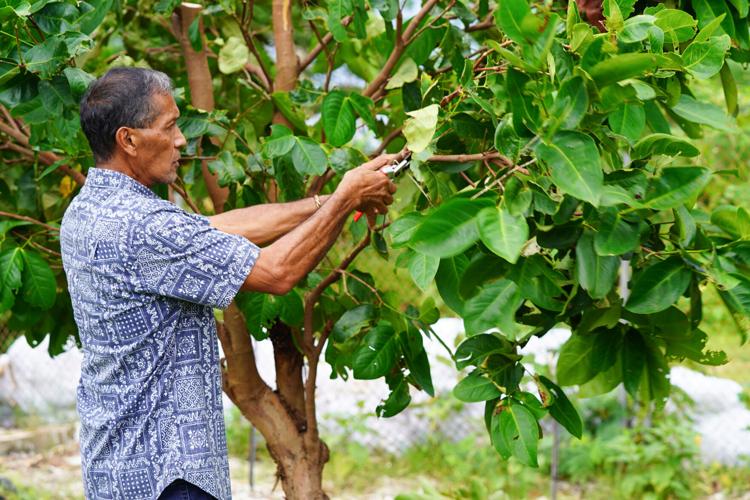 Roland Quitugua prunes a branch on a mountain apple tree