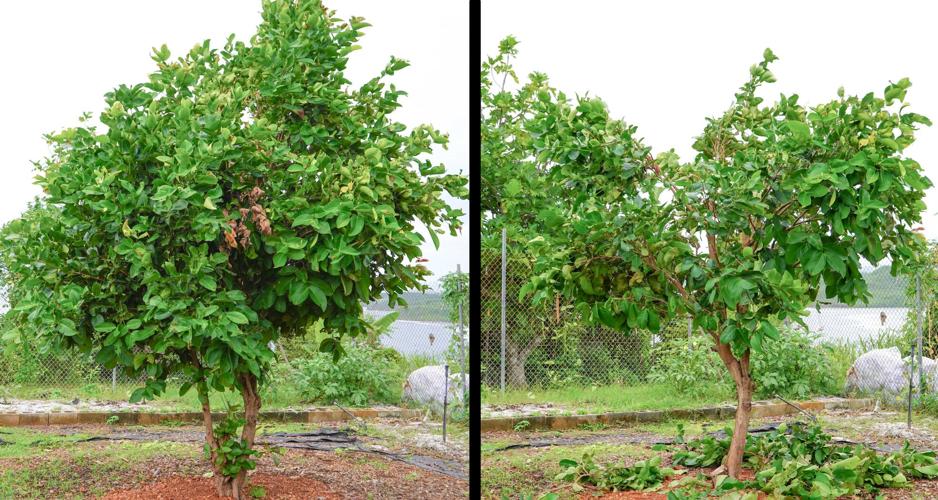 mountain apple tree before and after pruning