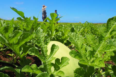 A watermelon nestled among its vines on a clear, sunny day on a southern Guam farm.