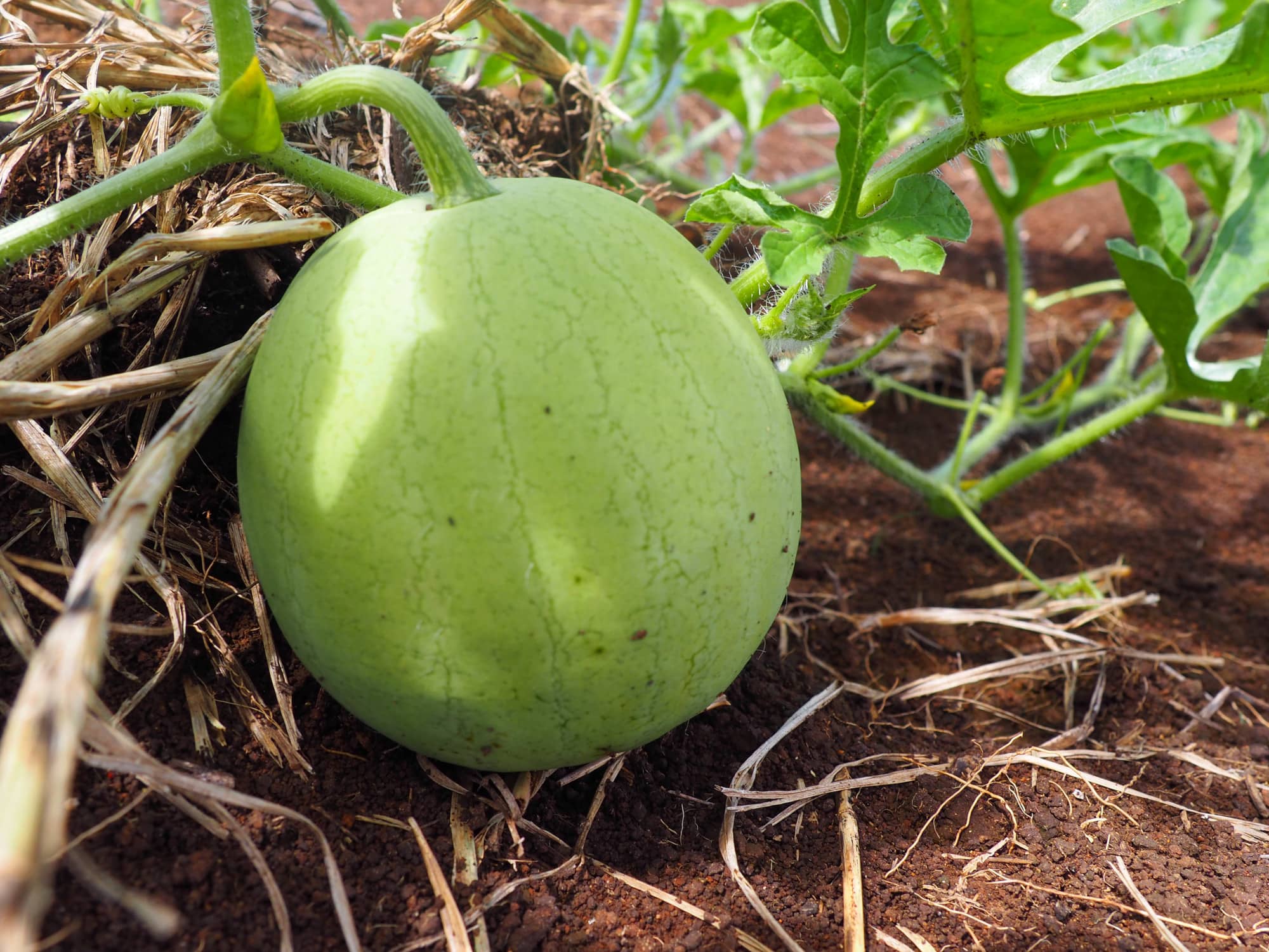 A watermelon