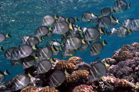 Acanthurus guttatus, also known as hamoktan or whitespotted surgeonfish