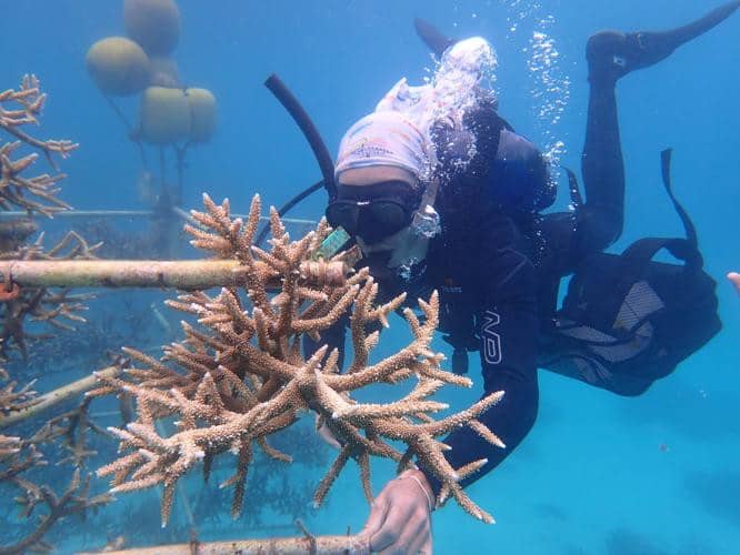 Colin Anthony, a former researcher at the University of Guam Marine Lab, monitors freshly fragmented corals (Acropora cf. virgata) for signs of stress.