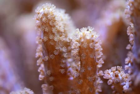 The researchers studied a soft coral species from the genus Sclerophytum.