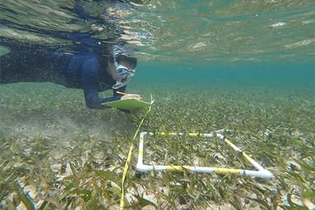 underwater photo of person with snorkel gear writing on notepad while observing ocean plants