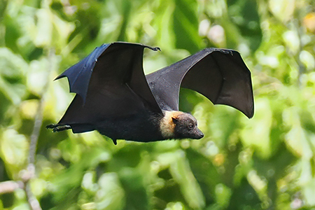 fruit bat