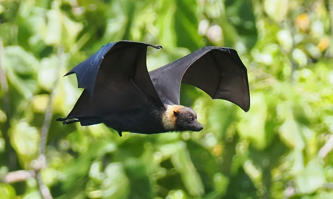 Fruit Bat