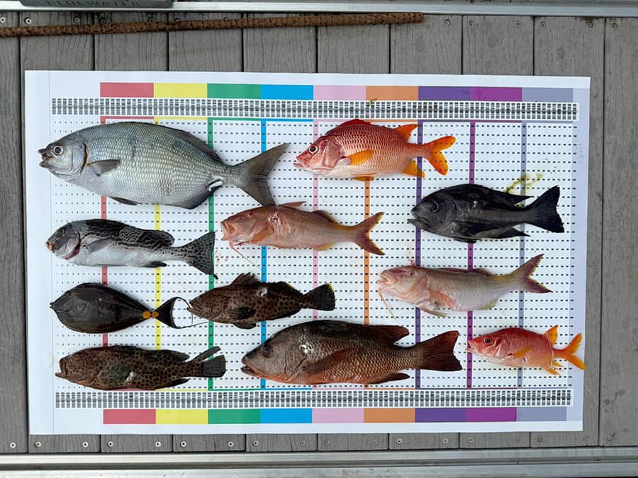 Fish collection