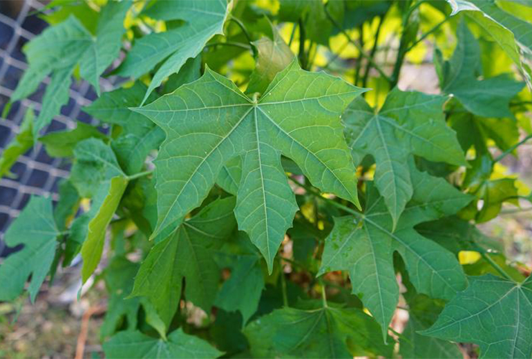 close up photo of chaya leaves