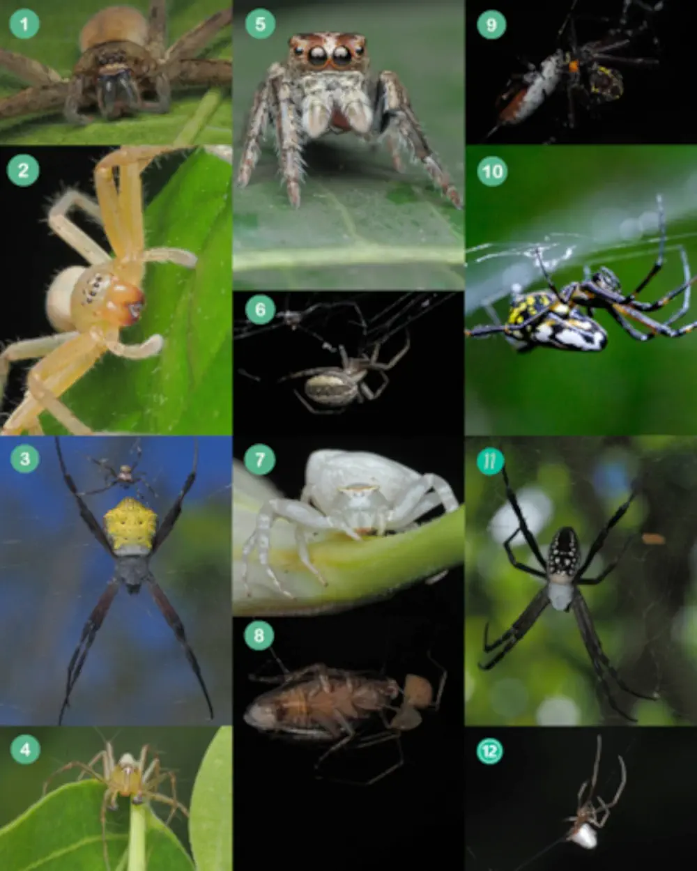 Common Spiders image