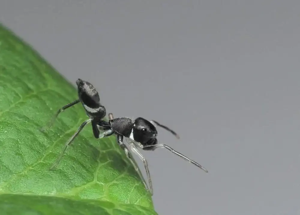 Jumping Spider image