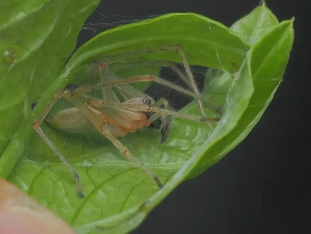 Mildly Venemous Spider image