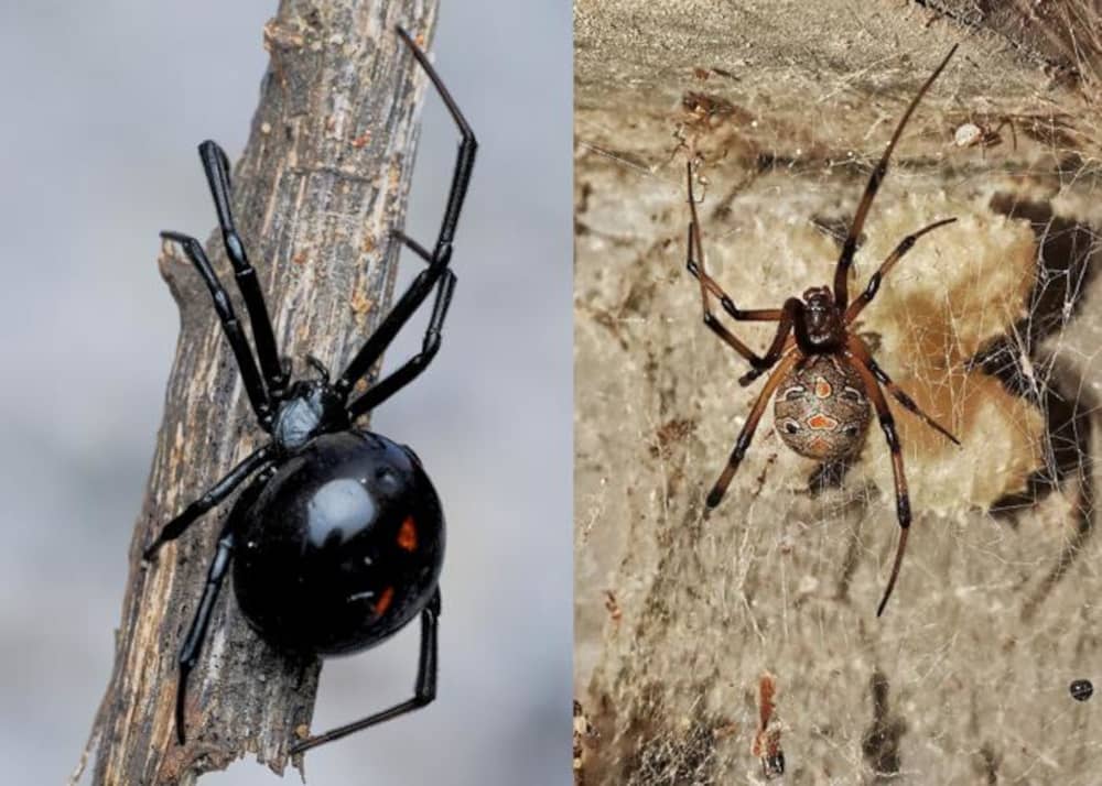 Black and Brown Widow Spiders image