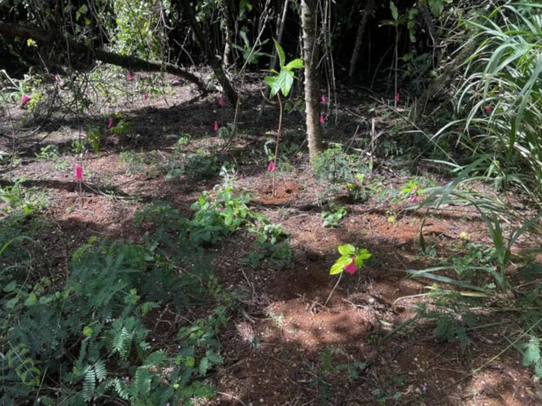 Newley planted seedlings